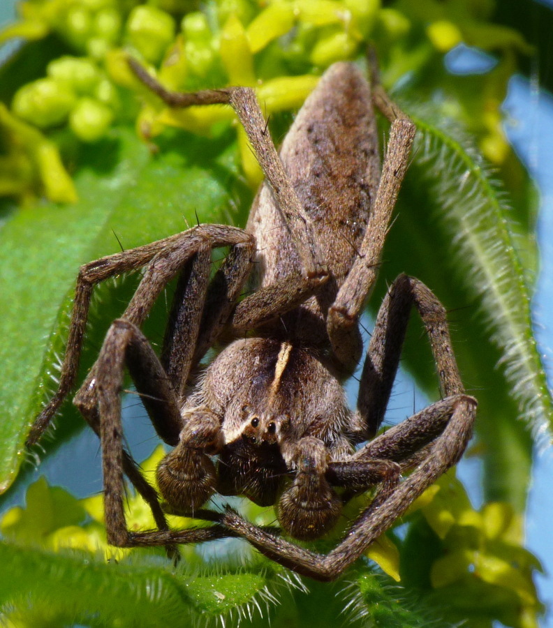 Pisaura sp.
